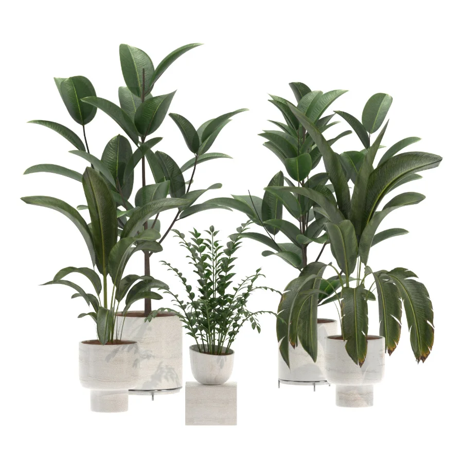 indoor-plant-018 Image 3