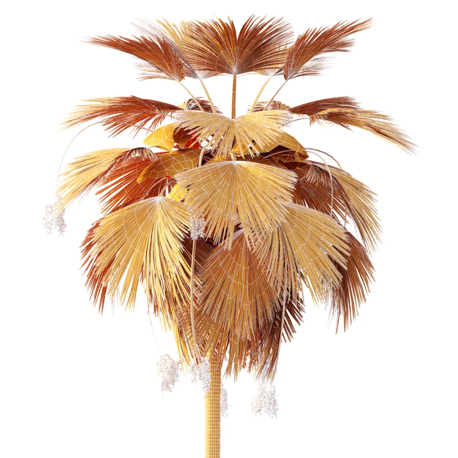 AV Plant Pritchardia Pacifica Palm Tree 03 Image 9