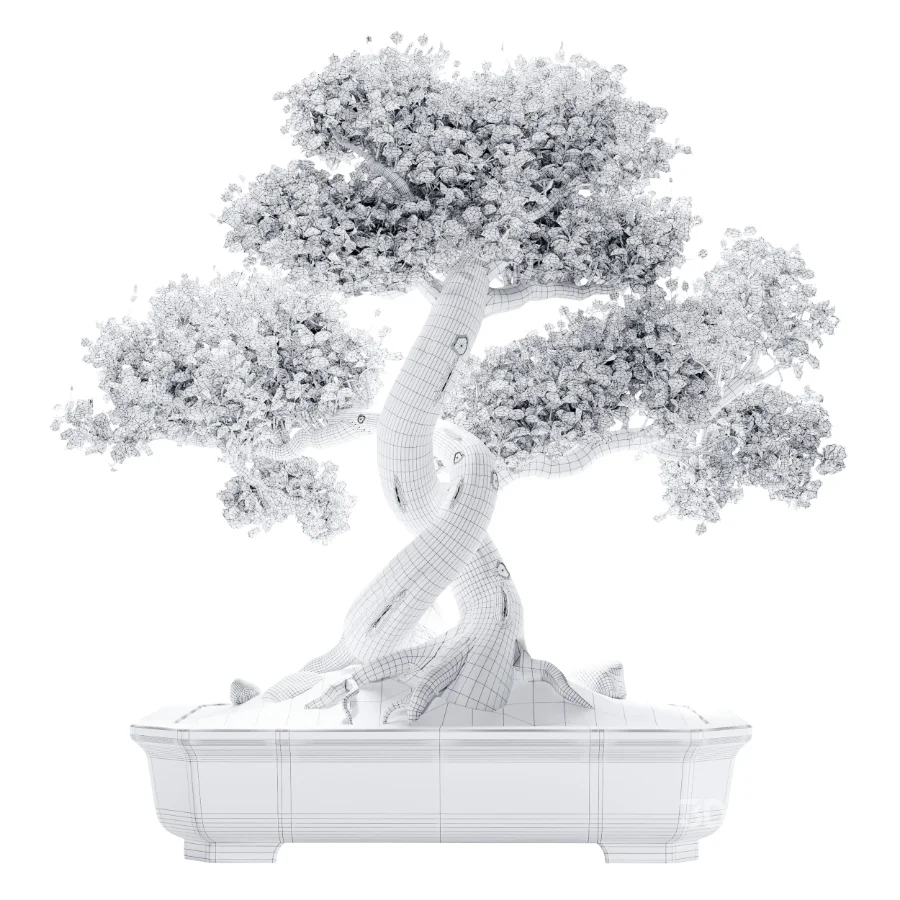 Bonsai Beauty 08 Image 3
