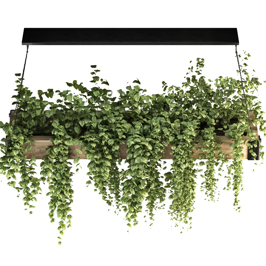 Hanging Plant 05 Image 1