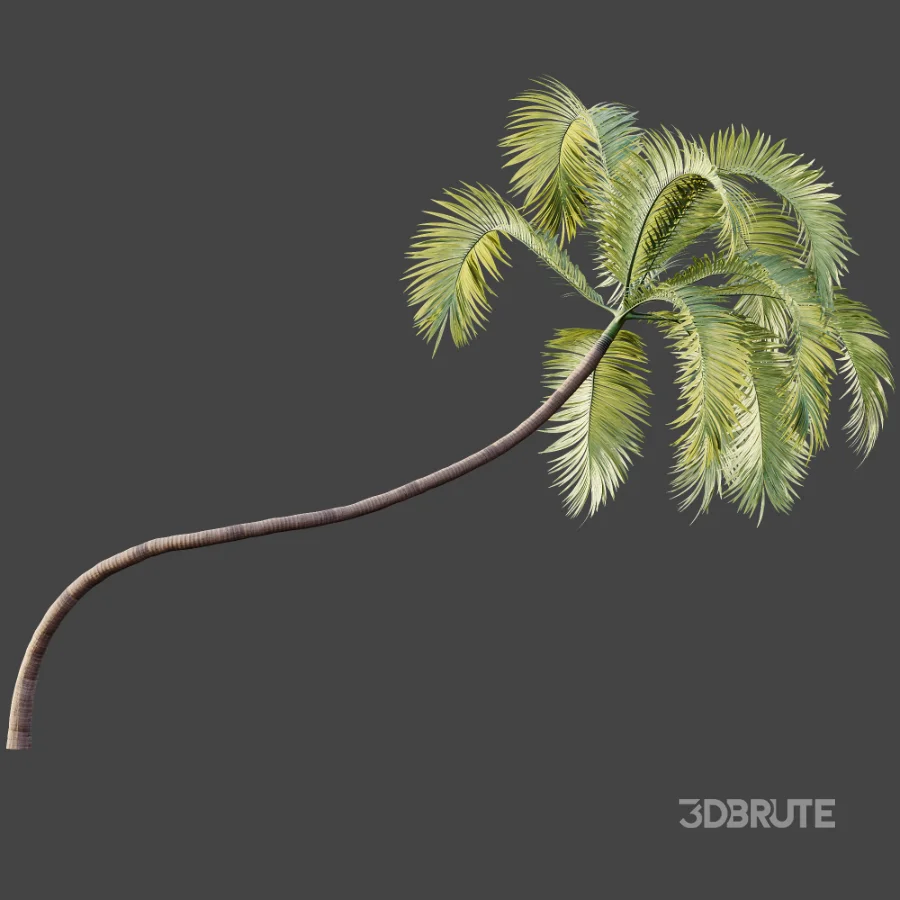 AV Plant Areca Catechu 6 Palm Trees 02 Image 7