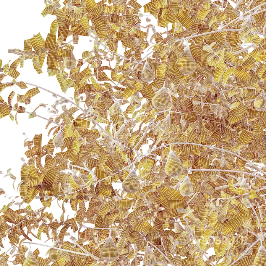 AV Plant Pear Pyrus Communis Fruit Tree 01 Image 12