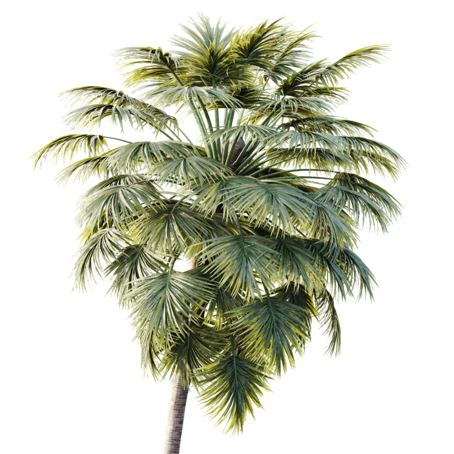 AV Plant Borassus Flabellifer Palm Tree 01 Image 1