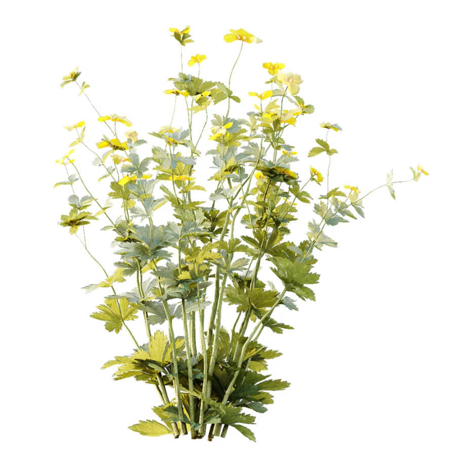 AV Plant Bush Tormentil Potentilla Erecta 01 Image 2