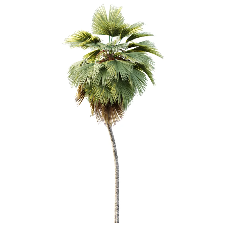 AV Plant Pritchardia Pacifica Palm Tree 03 Image 2