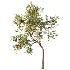AV Plant Armeniaca Vulgaris Prunus Fruit Tree 01 - Thumbnail 1