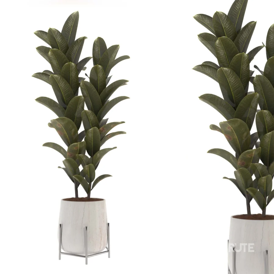 indoor-plant-008 Image 3