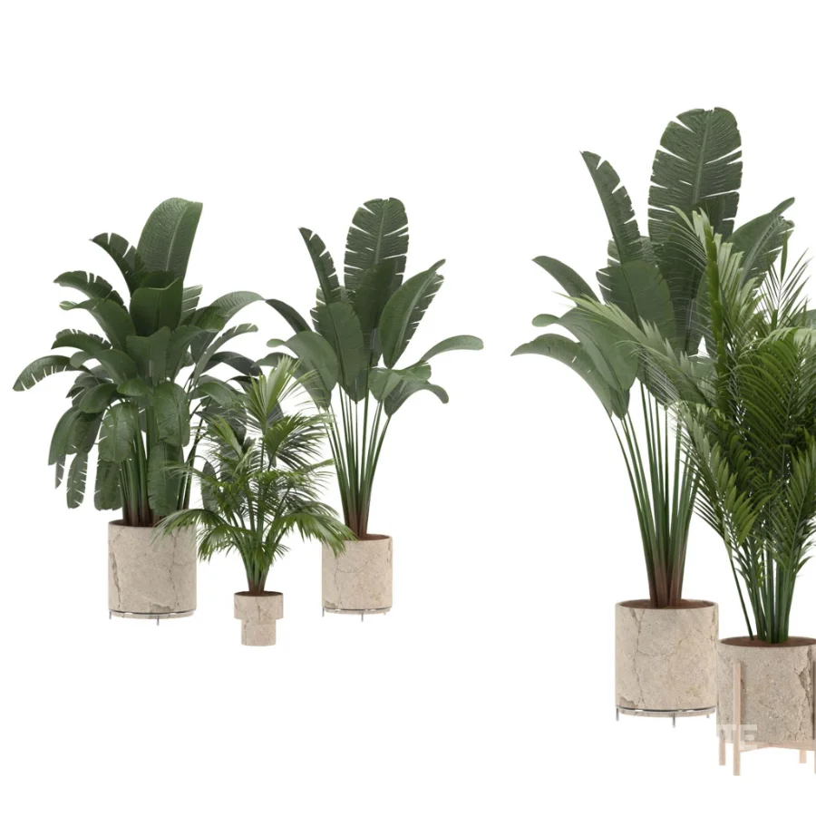 indoor-plant-023 Image 1