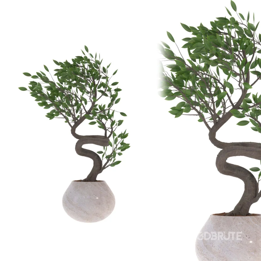 indoor-plant-012 Image 1