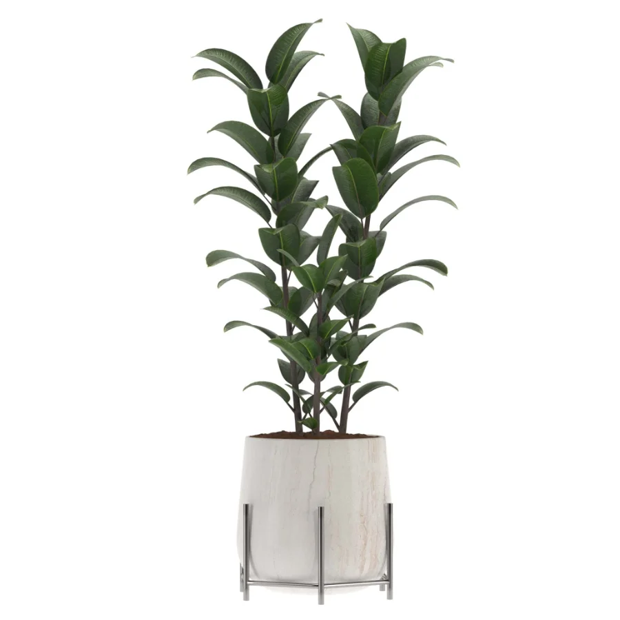 indoor-plant-009 Image 1