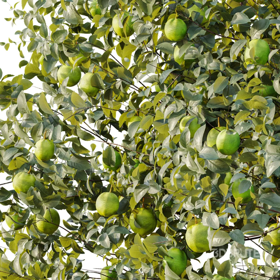 AV Plant Citrus Sinensis Orange Arancio Fruit Tree 01 Image 4