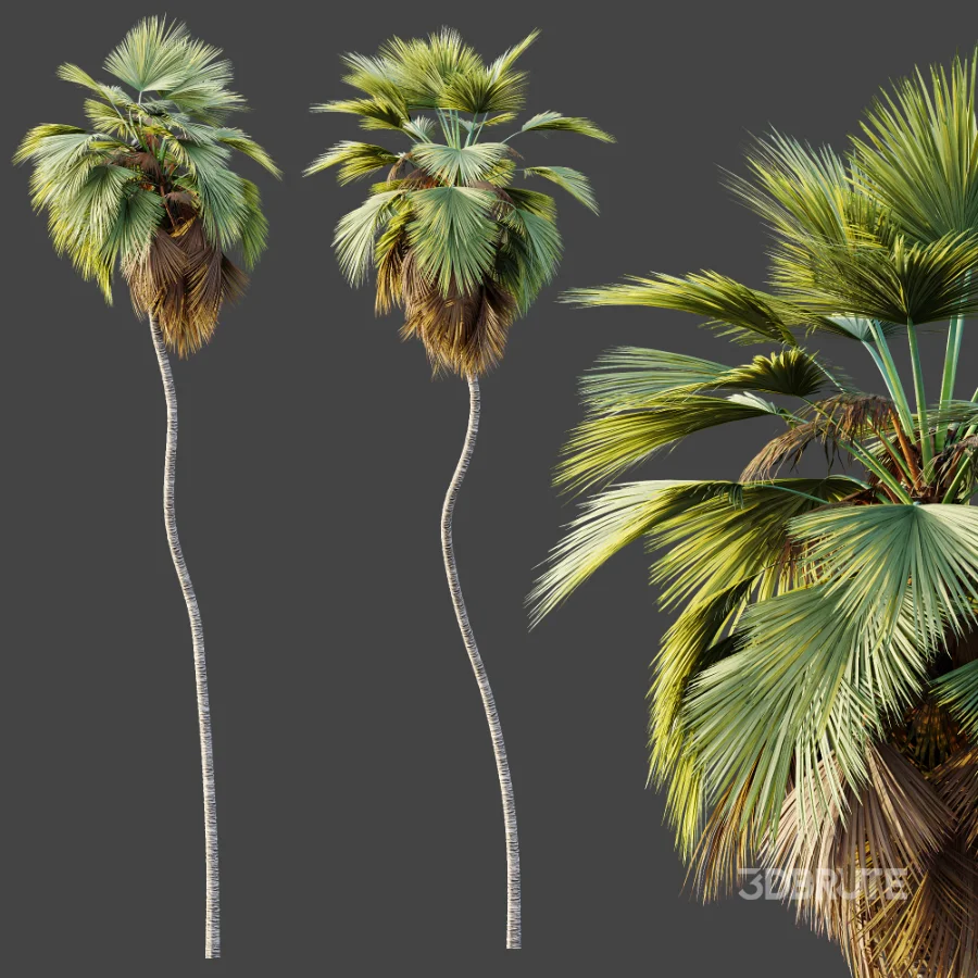 AV Plant Pritchardia Pacifica Palm Tree 01 Image 4