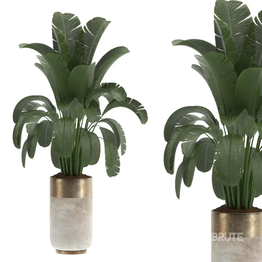 indoor-plant-016 Image 3