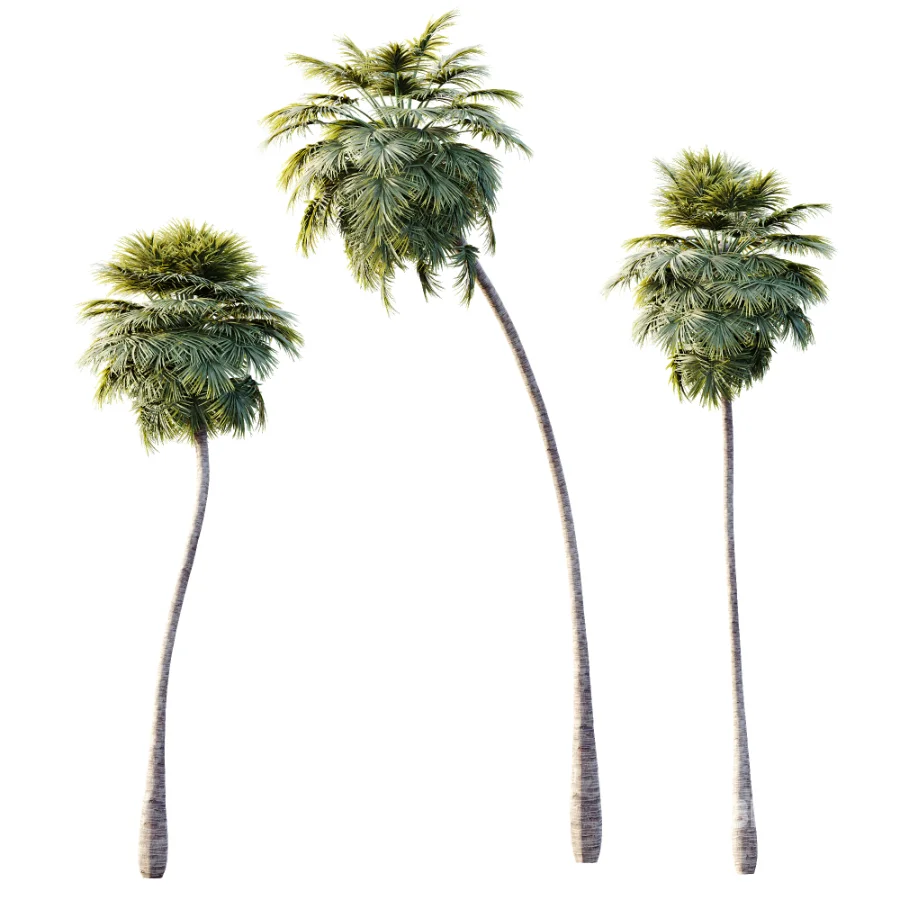 AV Plant Borassus Flabellifer Palm Tree 01 Image 3