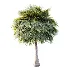 AV Plant Borassus Flabellifer 6 Palm Tree 03 - Thumbnail 6