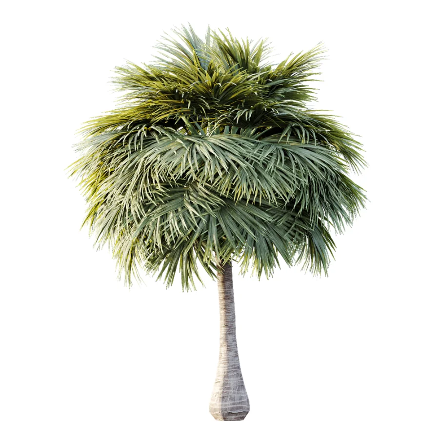 AV Plant Borassus Flabellifer 6 Palm Tree 03 Image 6