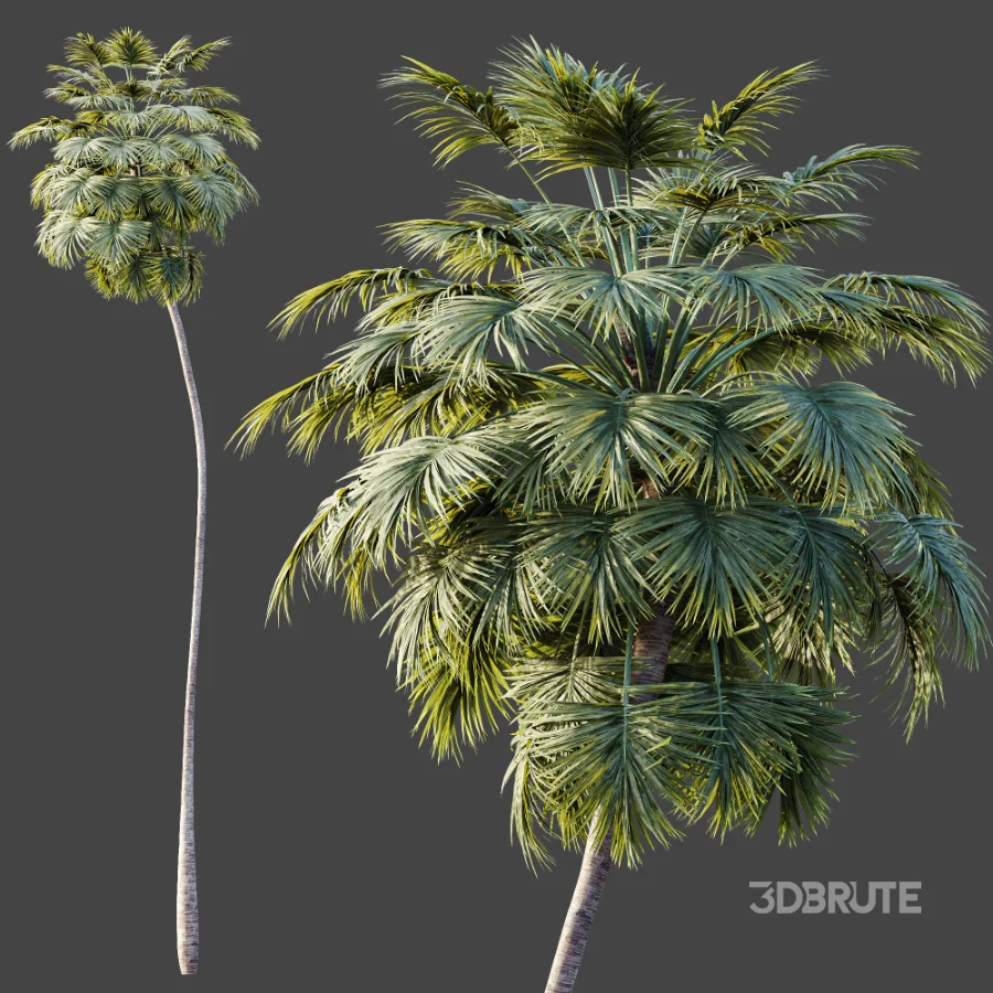 AV Plant Borassus Flabellifer Palm Tree 01 Image 6