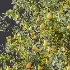 AV Plant Pear Pyrus Communis Fruit Tree 01 - Thumbnail 10