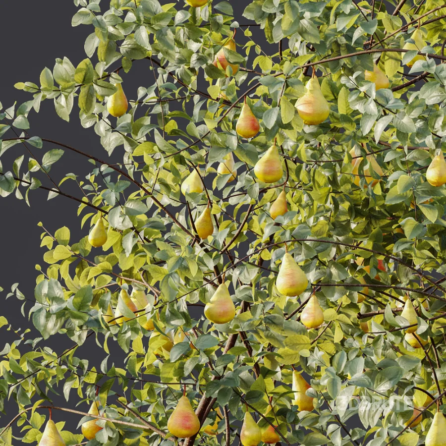 AV Plant Pear Pyrus Communis Fruit Tree 01 Image 10
