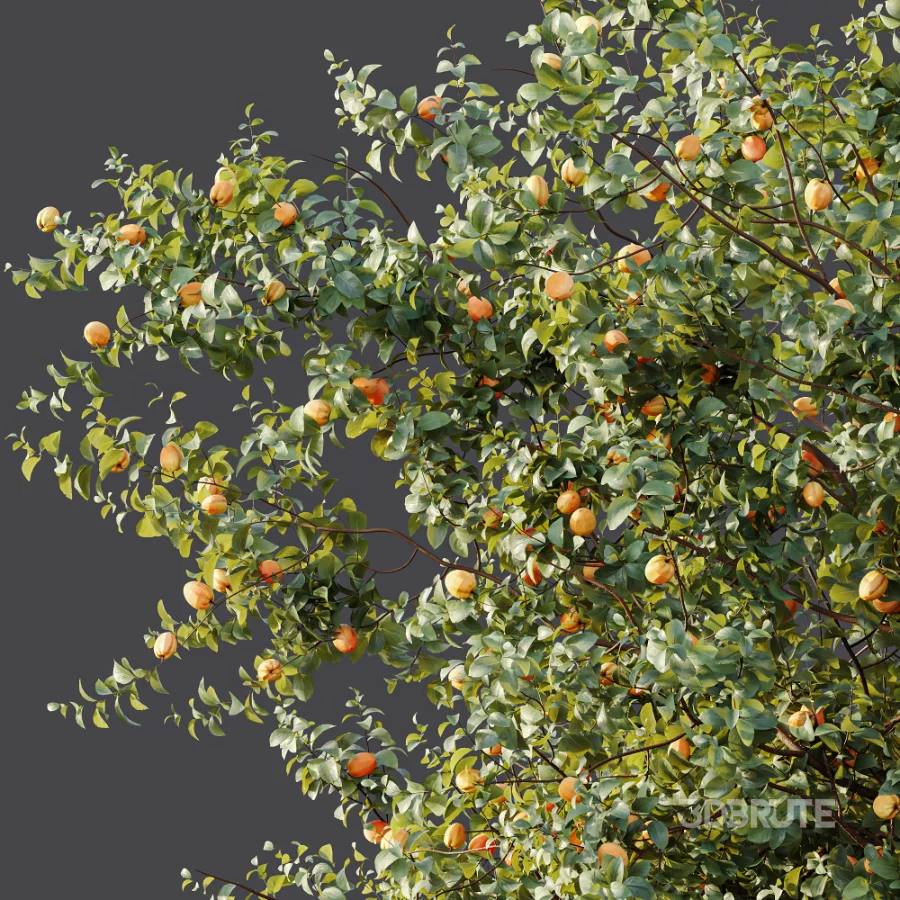 AV Plant Armeniaca Vulgaris Prunus Fruit Tree 01 Image 6