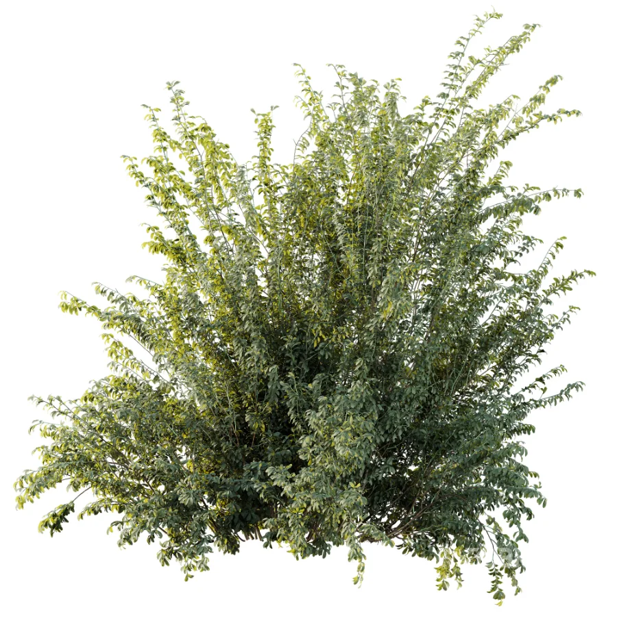 AV Plant Bush Common Broom Cytisus Scoparius 02 Image 1