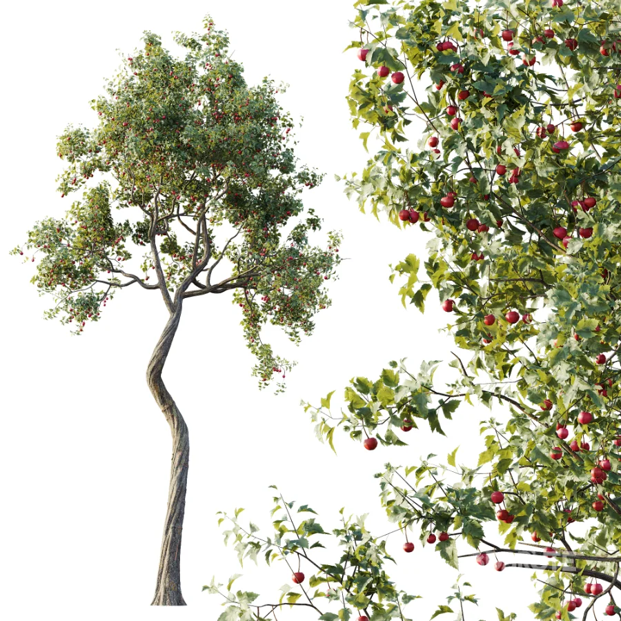 AV Plant Crataegus Pinnatifida Hawthorn Fruit Tree 01 Image 1