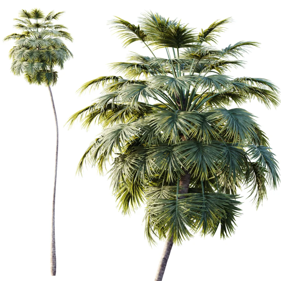 AV Plant Borassus Flabellifer Palm Tree 01 Image 2