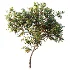 AV Plant Diospyros Kaki Persimmon Fruit Tree 01 - Thumbnail 2