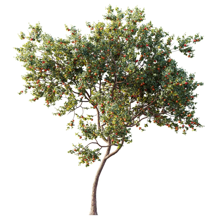 AV Plant Diospyros Kaki Persimmon Fruit Tree 01 Image 2