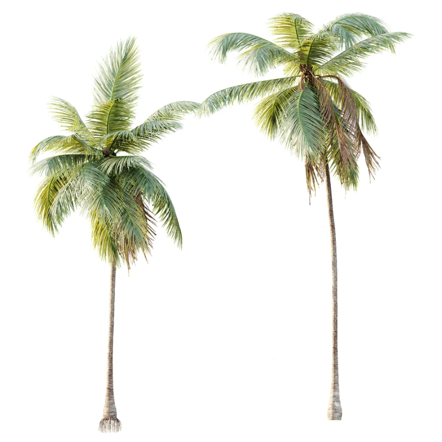 AV Plant Cocos Nucifera Palm Tree 01 Image 2