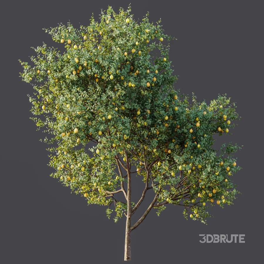 AV Plant Citrus Meyer Lemon Fruit Tree 01 Image 8