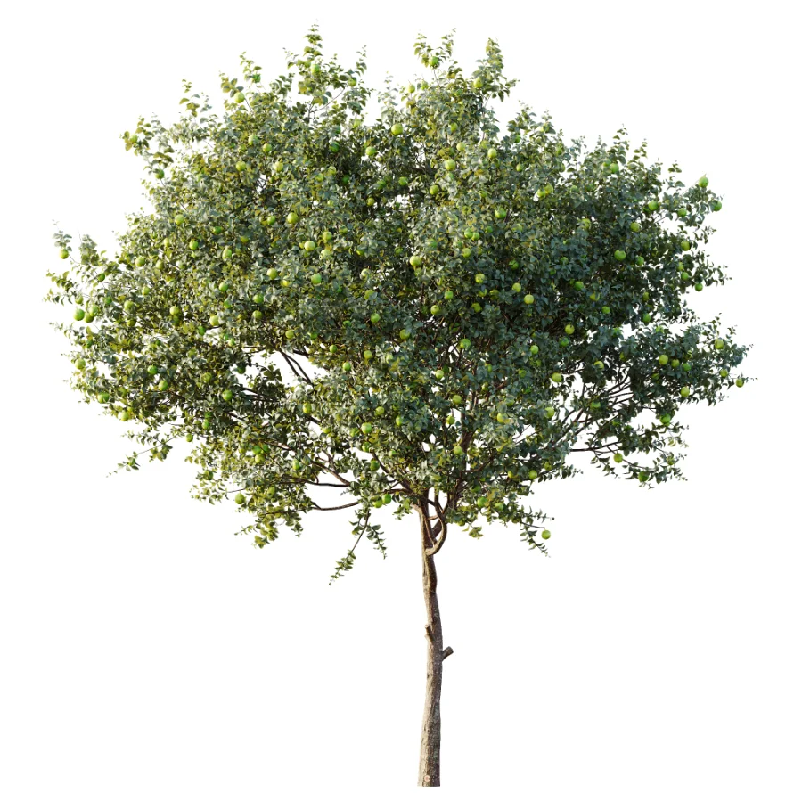 AV Plant Citrus Sinensis Orange Arancio Fruit Tree 01 Image 3