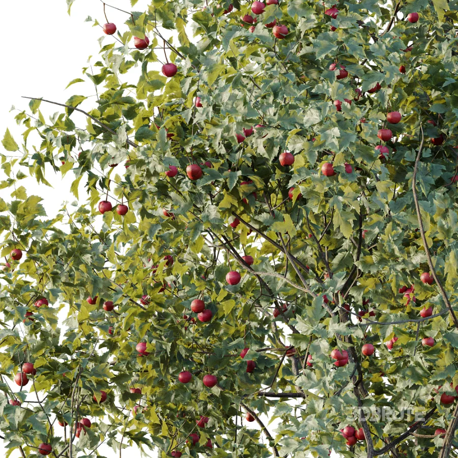 AV Plant Crataegus Pinnatifida Hawthorn Fruit Tree 01 Image 3