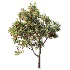 AV Plant Punica Granatum Pomegranate Fruit Tree 01 - Thumbnail 2