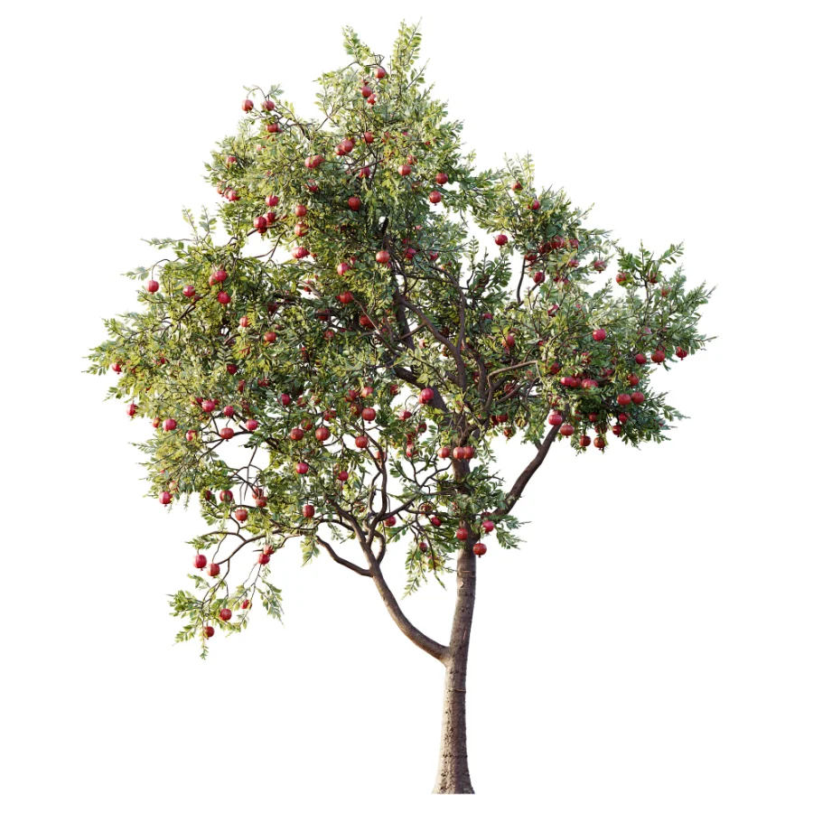AV Plant Punica Granatum Pomegranate Fruit Tree 01 Image 2