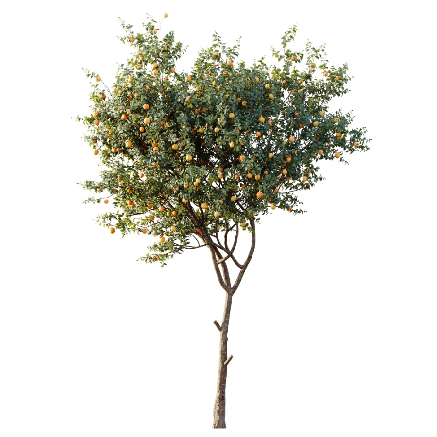 AV Plant Citrus Sinensis Orange Arancio Fruit Tree 01 Image 1