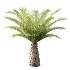 AV Plant Phoenix Canariensis Palm Tree 03 - Thumbnail 3
