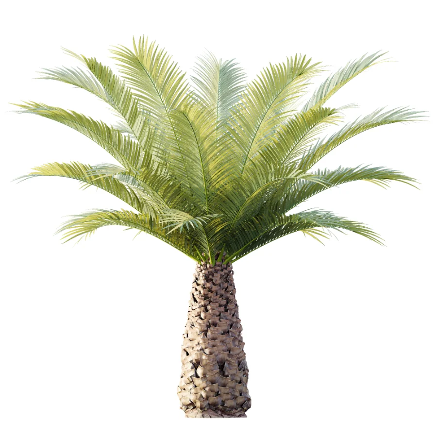 AV Plant Phoenix Canariensis Palm Tree 03 Image 3