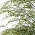 AV Plant Ziziphus Jujuba Chinesische Dattel Fruit Tree 01 - Thumbnail 5
