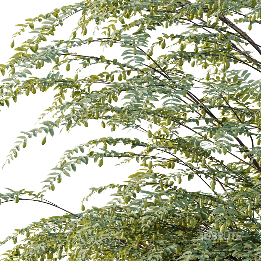 AV Plant Ziziphus Jujuba Chinesische Dattel Fruit Tree 01 Image 5