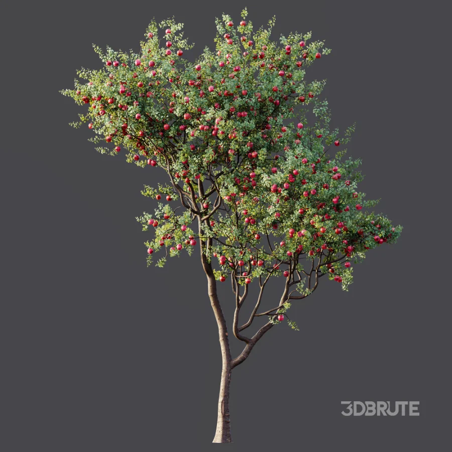 AV Plant Malus Pumila Apple Red Fruit Tree 01 Image 5