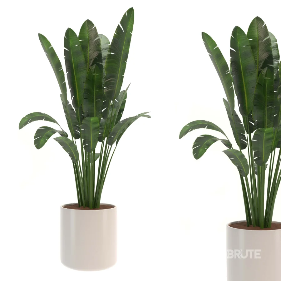 indoor-plant-005 Image 2