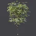 AV Plant Ziziphus Jujuba Chinesische Dattel Fruit Tree 01 - Thumbnail 8