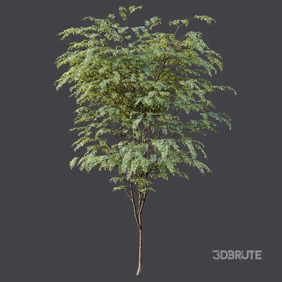 AV Plant Ziziphus Jujuba Chinesische Dattel Fruit Tree 01 Image 8