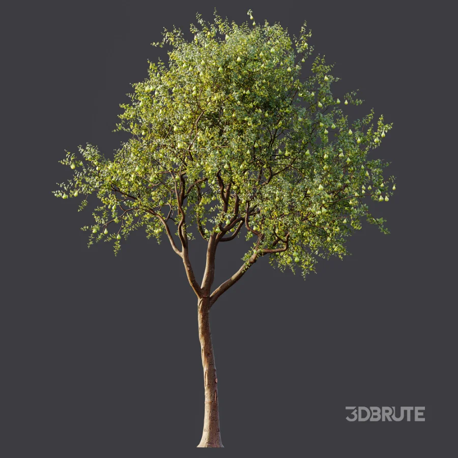 AV Plant Pear Pyrus Communis Fruit Tree 01 Image 6