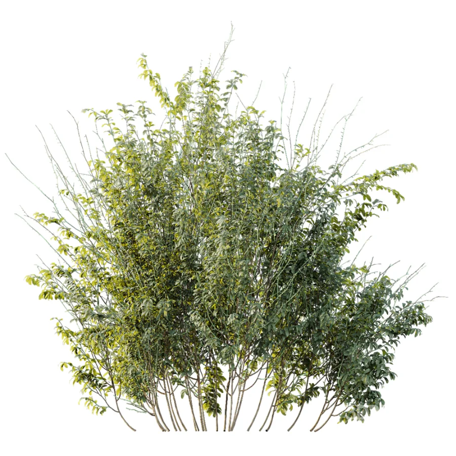AV Plant Bush Common Broom Cytisus Scoparius 02 Image 3