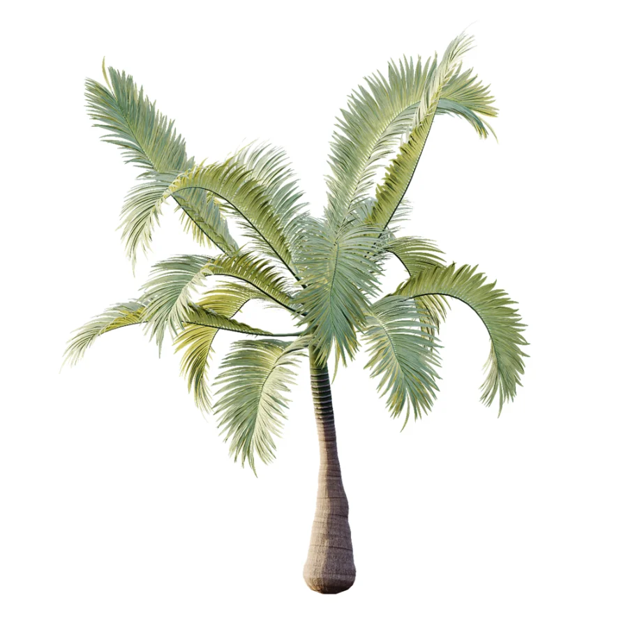AV Plant Areca Catechu 6 Palm Trees 02 Image 5