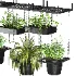 Hanging Plant 04 - Thumbnail 5