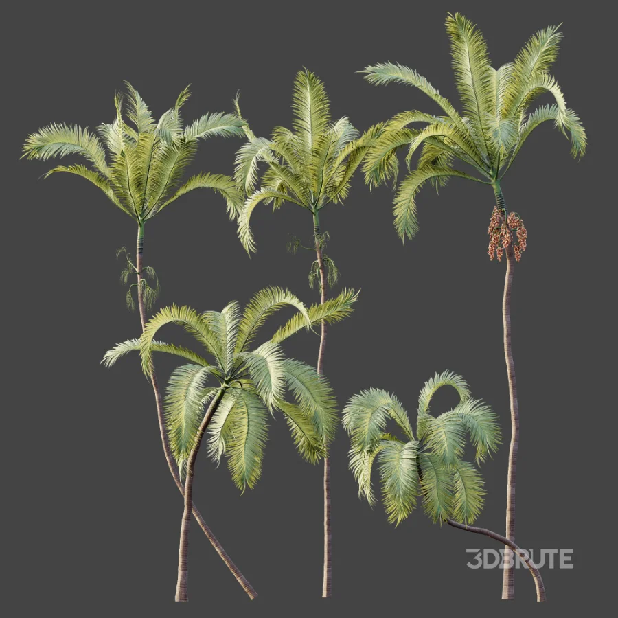 AV Plant Areca Catechu 6 Palm Trees 02 Image 10