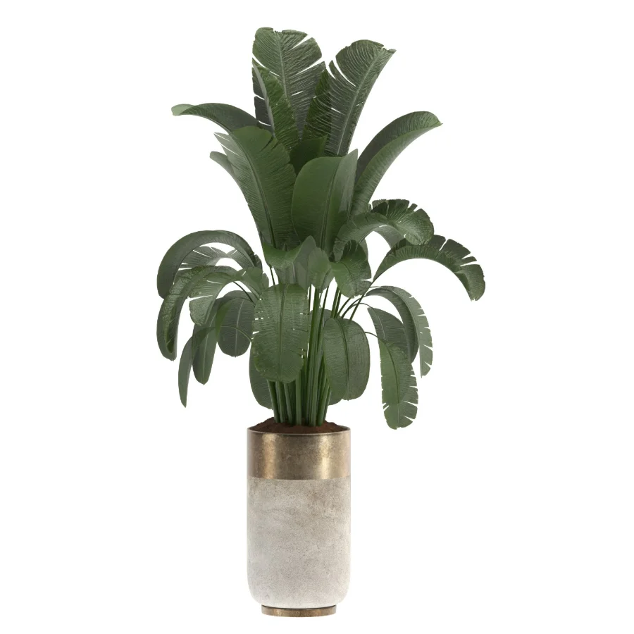 indoor-plant-016 Image 2